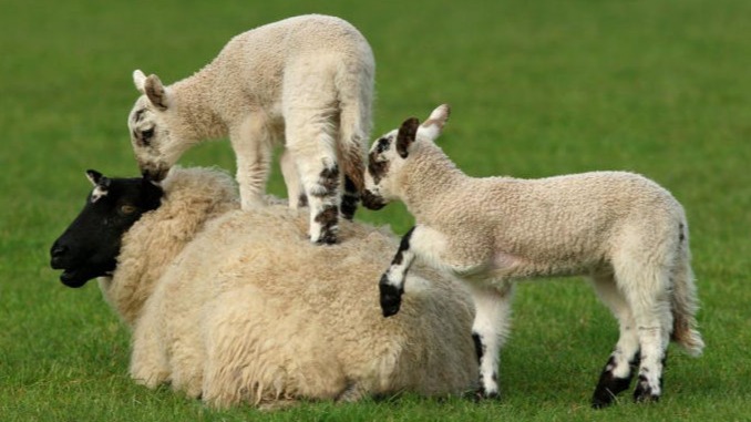 Monroe County Sheep Producers Sheep Image