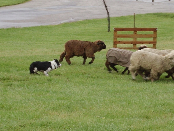Monroe County Sheep Festival